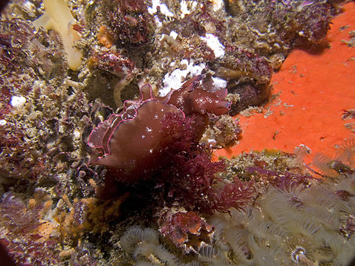 Dwarf sea hare